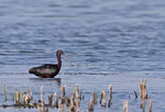 Zwarte ibis - Plegad
