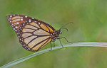 Monarchvlinder - Dan