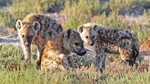 Gevlekte hyena-Crocu