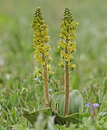 Grote keverorchis / 