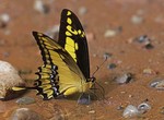 Papilio thoas