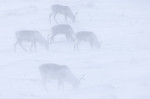 Rendier in sneeuwsto