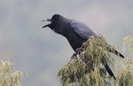 Dikbekkraai - Corvus