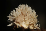 Witte koraalzwam / G