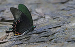 Papilio paris / Kaen